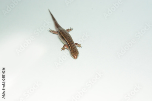 Skink close-up, skink macro image on a white background photo