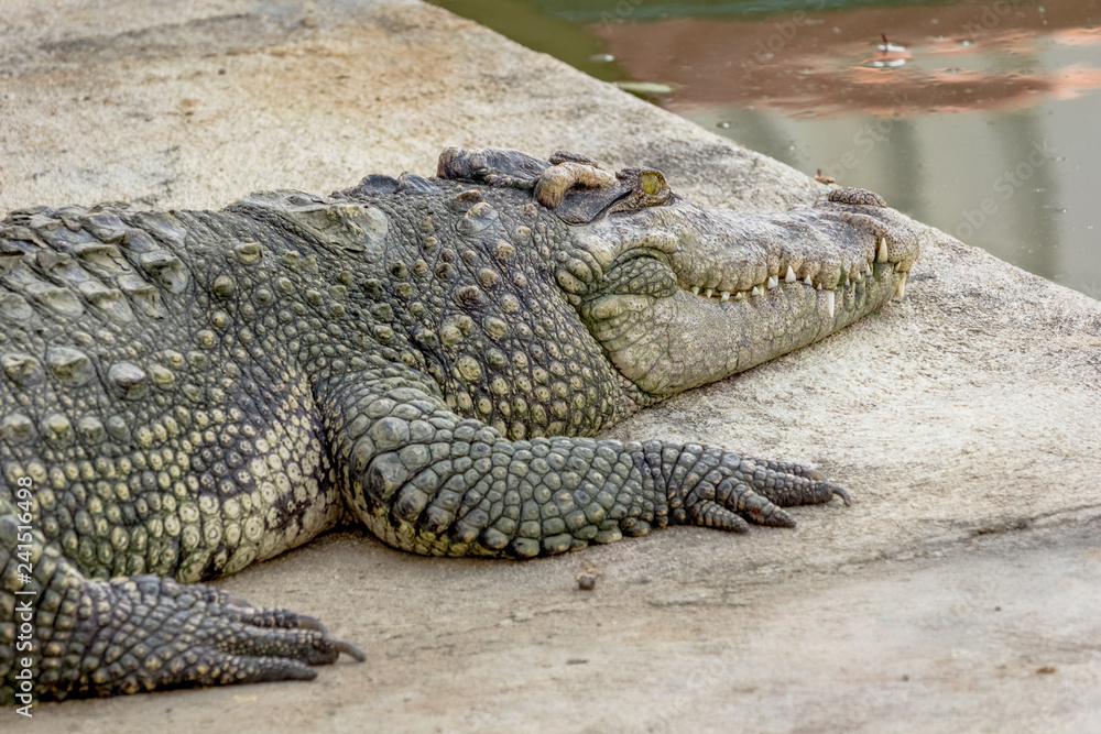 A big crocodile is resting on bank near the pond at farm. A big crocodile is resting on bank near the pond at farm.