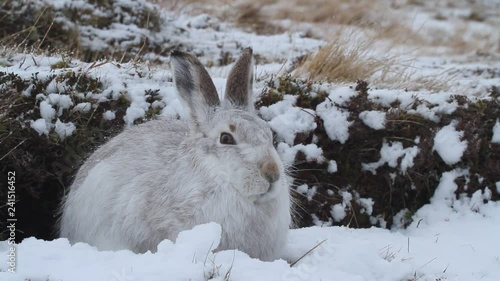 A magnificent Mountain Hare (Lepus timidus) in its winter white coat in the snow high in the Scottish mountains.	
