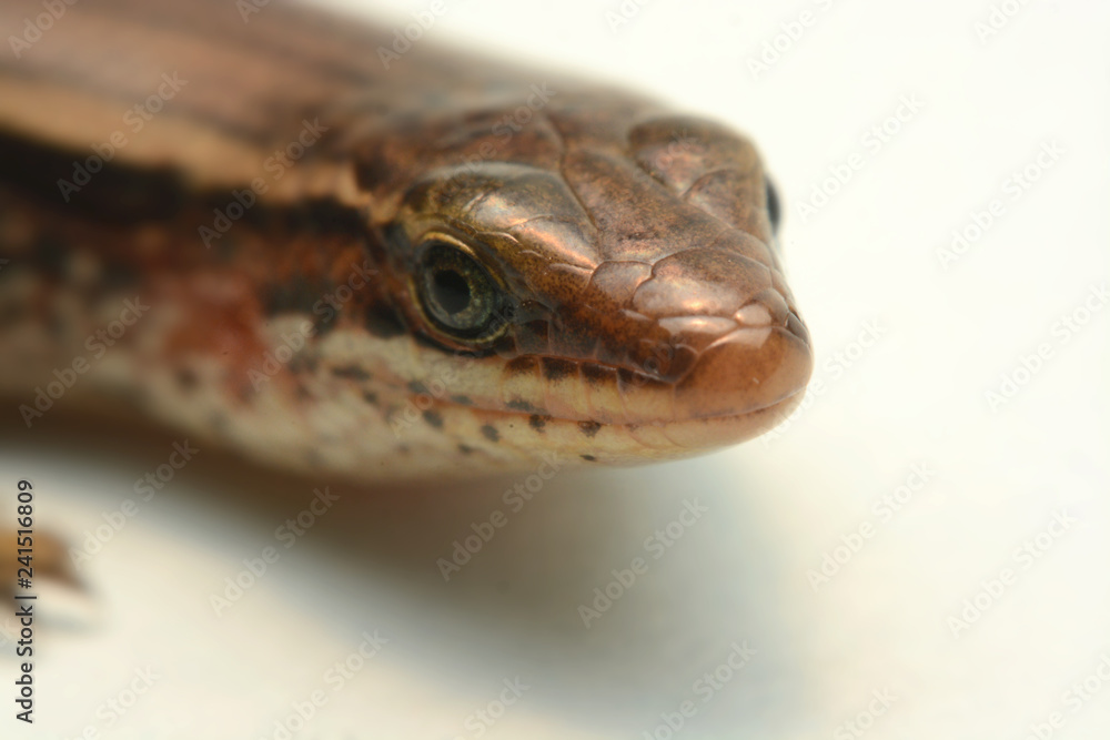 Skink close-up, skink macro image on a white background Skink close-up, skink macro image on a white background