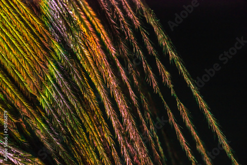 Peackock feather macro colorful texture on black background