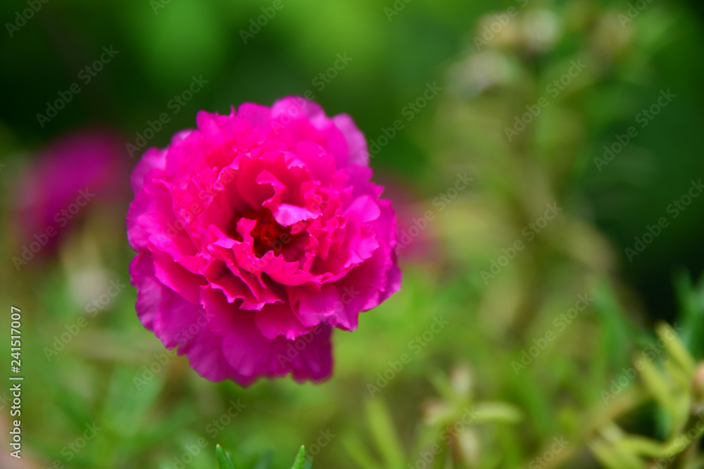 Beautiful Portulaca oleracea flowers Beautiful Portulaca oleracea flowers