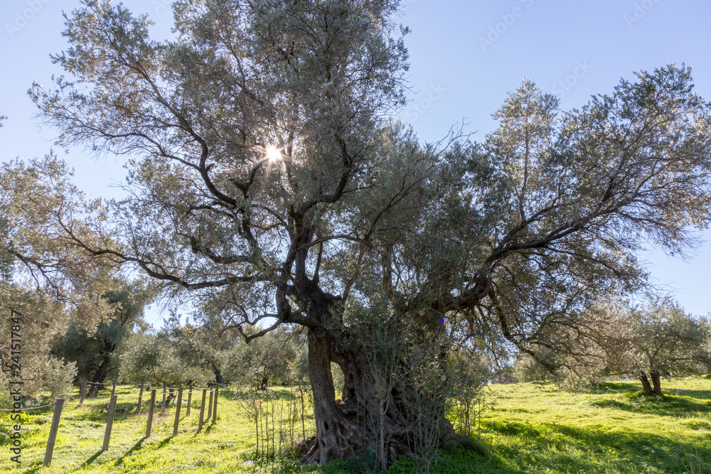Fototapeta premium Olives trees in Crete Greece