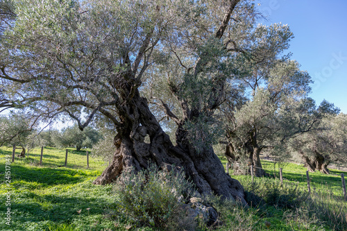 Olives trees in Crete Greece