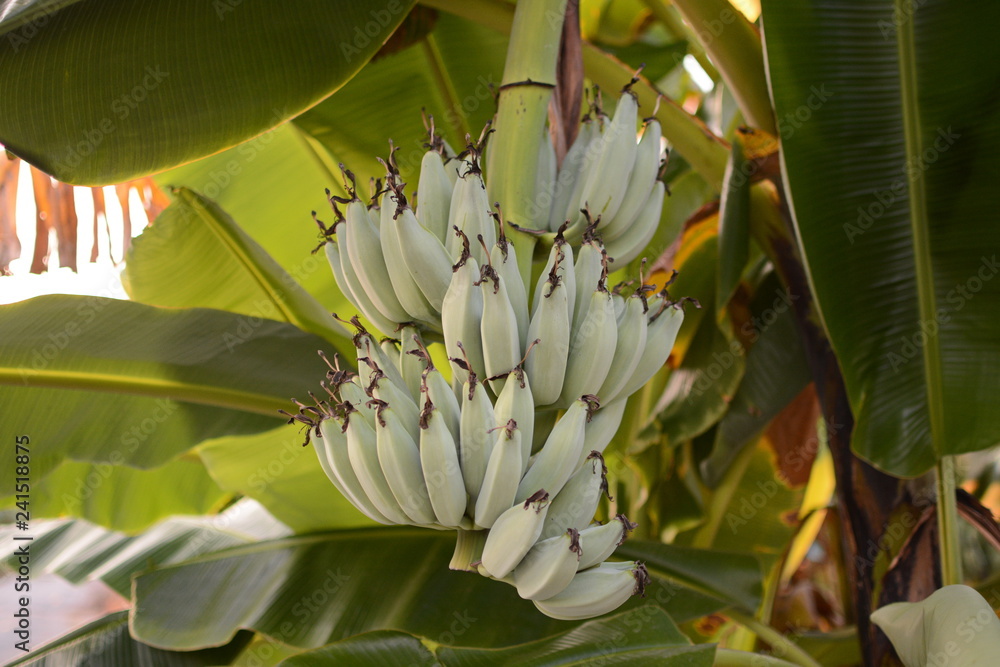 Banana tree. Banana flower. Banana leaf. Banana plant. Banana fruit.Tropical banana. Banana tree. Banana flower. Banana leaf. Banana plant. Banana fruit.Tropical banana.
