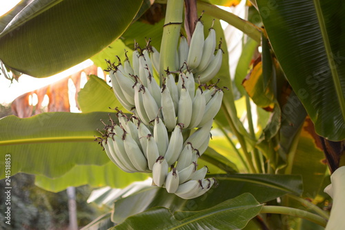 Banana tree. Banana flower. Banana leaf. Banana plant. Banana fruit.Tropical banana.