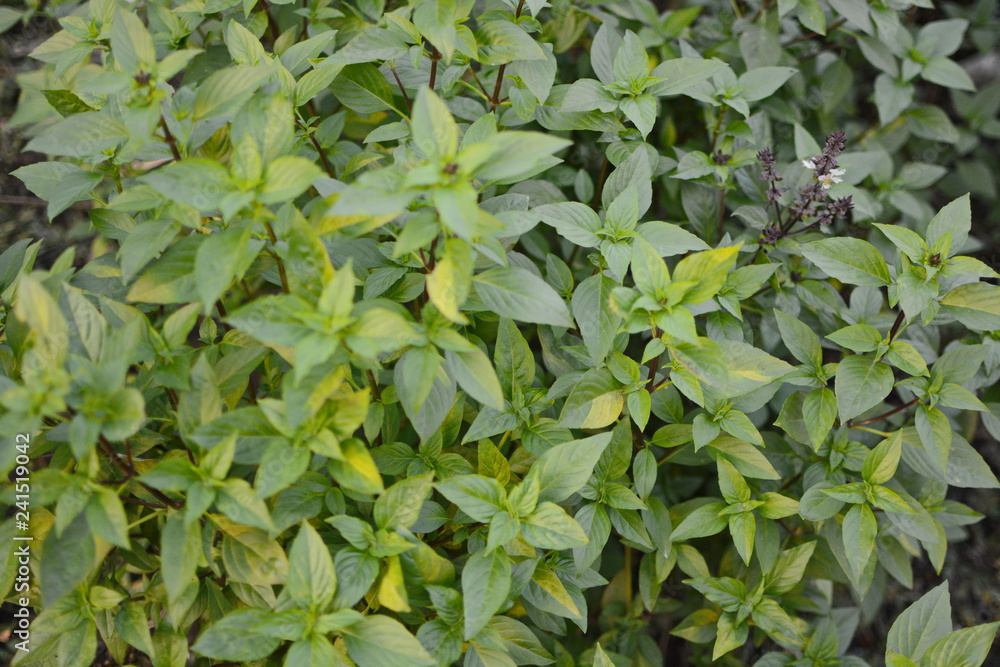Fototapeta premium Fresh basil. Green basil. Green basil Food background. A lot of basil.