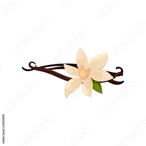 Three sticks of vanilla and flower. Fragrant spice. Organic condiment for food. Flat vector design