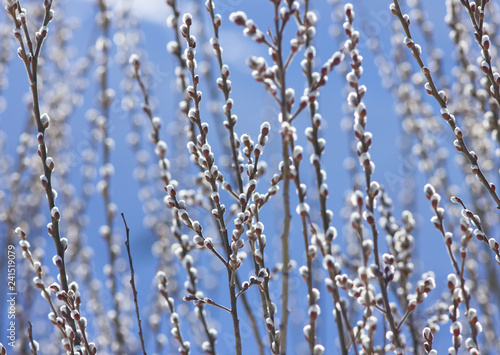 Willow branches in spring