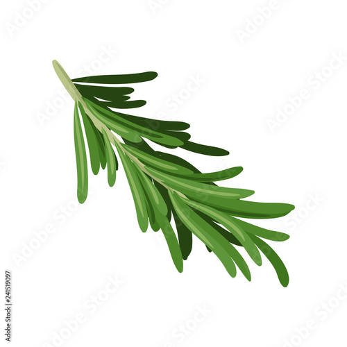 Sprig of green rosemary. Culinary herb. Spice for cooking. Organic ingredient for flavoring dishes. Flat vector design