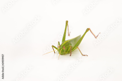 grasshopper isolated