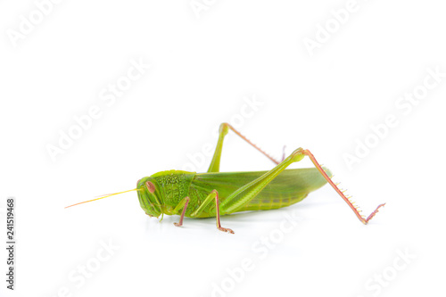 grasshopper isolated