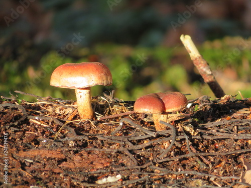 mushroom in the forest