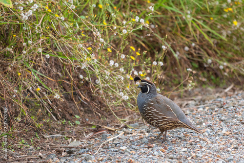 California quail in New Zealand