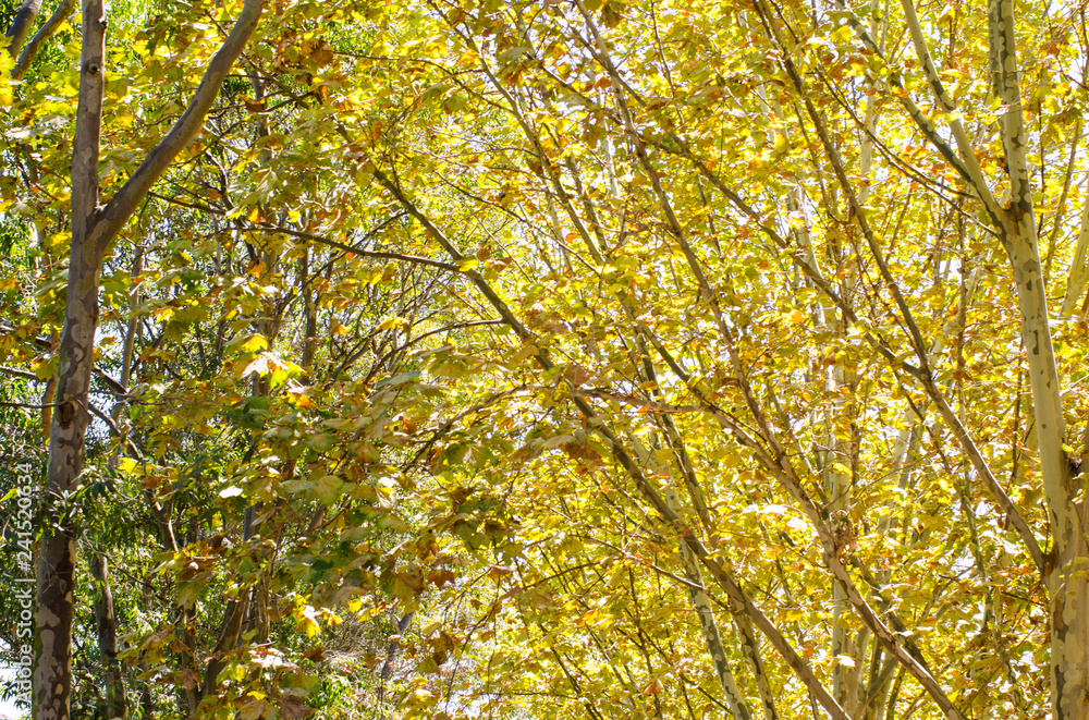 Yellow Autumn trees leaves forest. Yellow Autumn trees leaves forest.