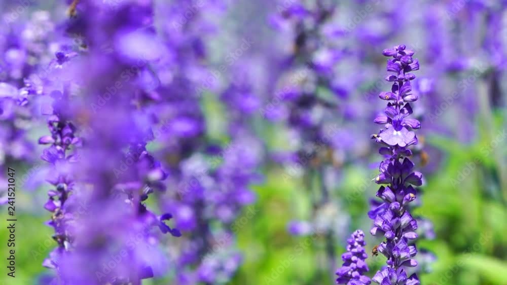 panning shot of Lavender flower with wind blow panning shot of Lavender flower with wind blow