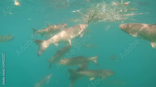 Underwater footage of feeding Grass carp (Ctenopharyngodon idella) with reed. Underwater video in the lake. Diving in fresh water. Beautifull group of grasscarps swimming uderwater. Grasskarpfen photo