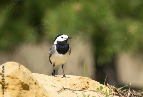 White Wagtail on the ground