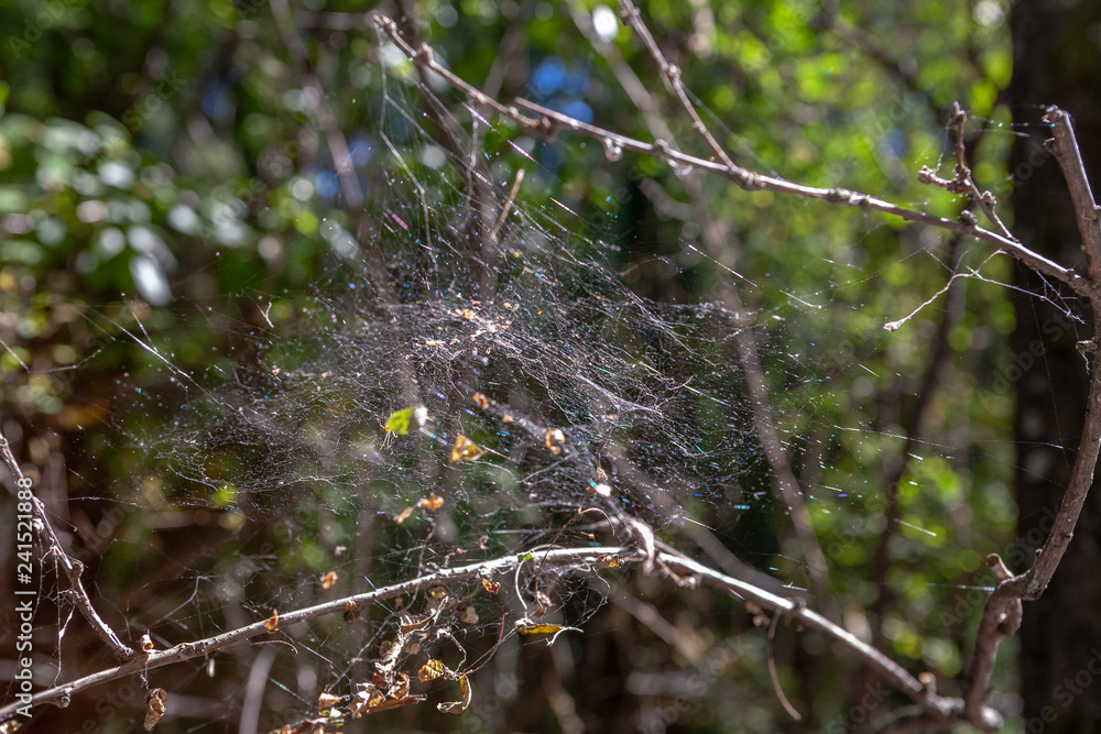 abandoned web on bush branches