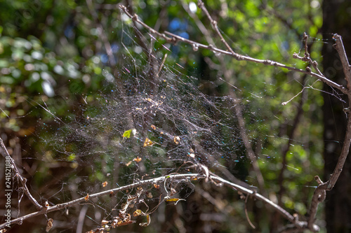 abandoned web on bush branches