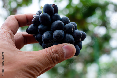 Branch of blue grapes on vine in vineyard 