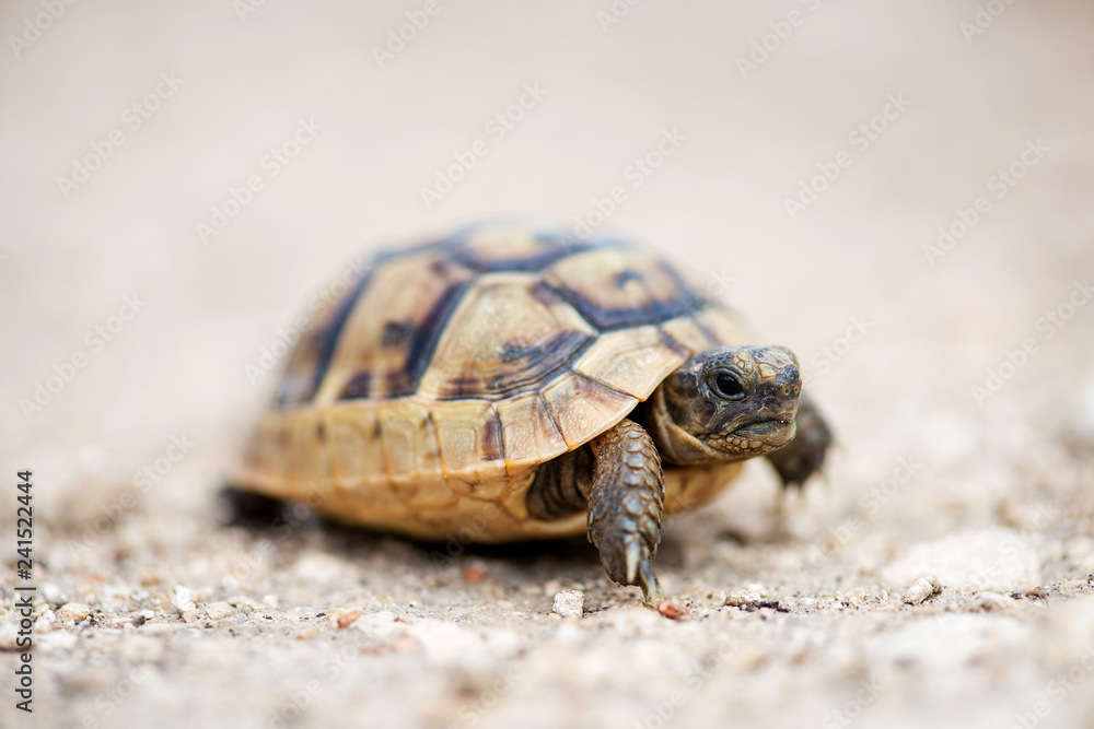 Close up of a young Greek turtle in its natural environment - macro, selective focus, space for text