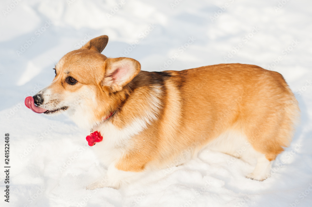 Corgi dog posing in snowy winter nature Corgi dog posing in snowy winter nature
