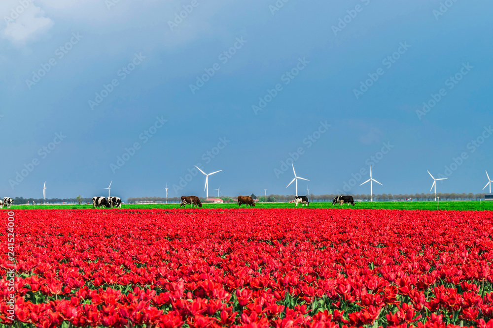Landscape with red flower fields and windmills. Spring in Holland. Dutch province Flevoland. Cows grazing on a green field.