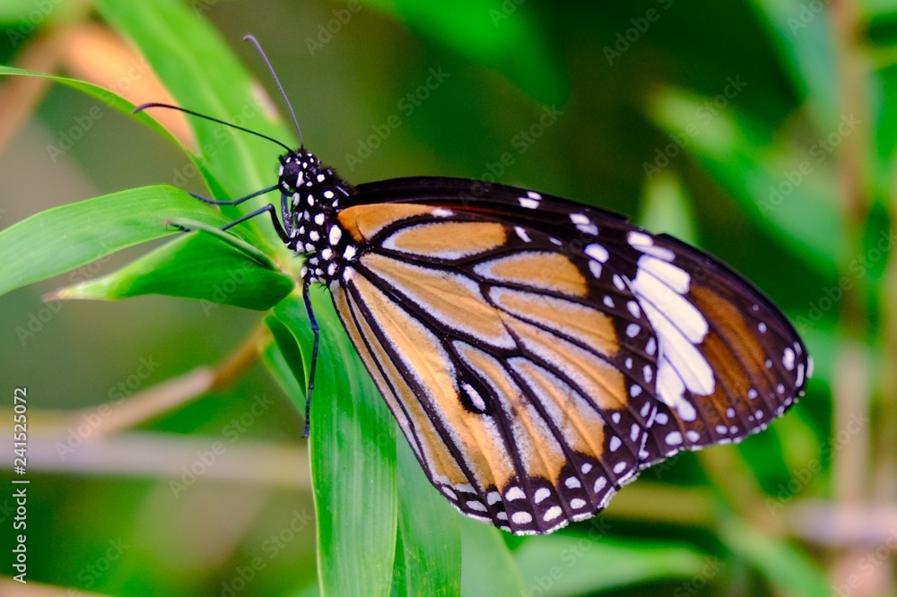 Fototapeta premium Beautiful colorful orange and black butterfly marco photography