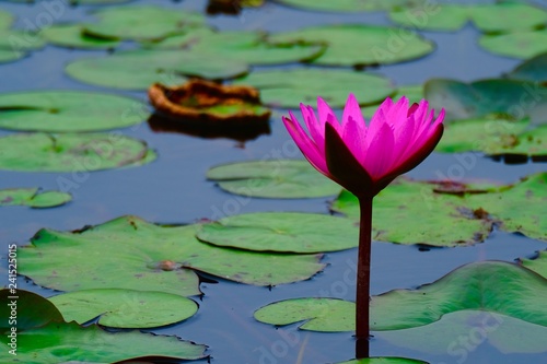 Lotus flower in the lake in full blossom
