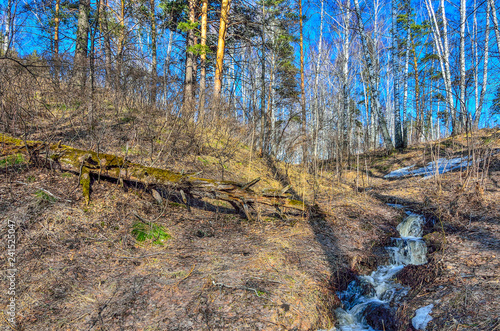 Fototapeta Naklejka Na Ścianę i Meble -  Early spring landscape in the forest, where  white birches, green pine trees and first young grass, with little islands of melting snow and brook with waterfall at bright sunny day with blue sky