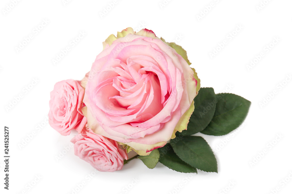 Naklejka premium Beautiful pink roses on white background