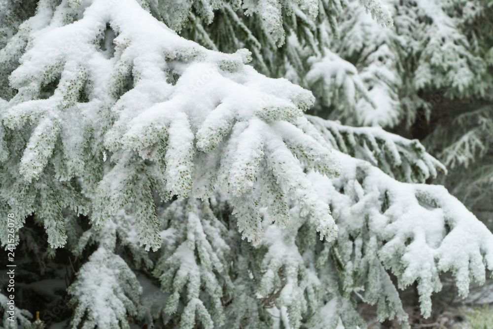 Schneebedeckter Tannenzweig Schneebedeckter Tannenzweig