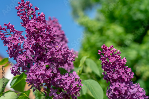 red lilac close-up on blue sky background