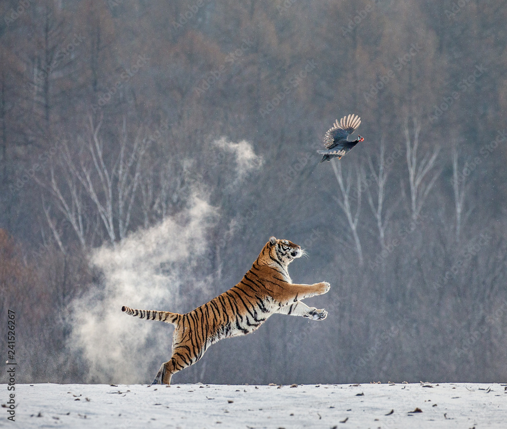 Fototapeta premium Tygrys syberyjski w skoku łapie swoją zdobycz. Bardzo dynamiczny strzał. Chiny. Harbin. Prowincja Mudanjiang. Park Hengdaohezi. Park Tygrysów Syberyjskich. Zimowy. Twardy mróz. (Panthera tgris altaica)