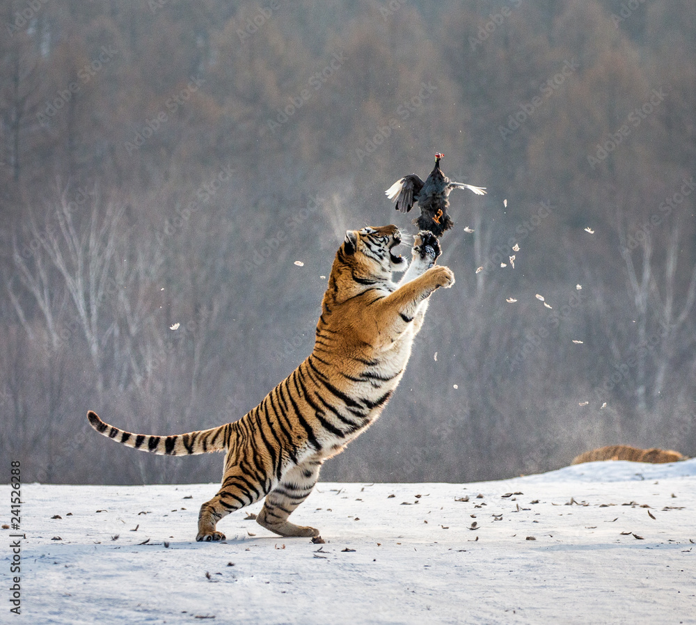 Obraz premium Tygrys syberyjski w skoku łapie swoją zdobycz. Bardzo dynamiczny strzał. Chiny. Harbin. Prowincja Mudanjiang. Park Hengdaohezi. Park Tygrysów Syberyjskich. Zimowy. Twardy mróz. (Panthera tgris altaica)