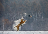 Siberian tiger in a jump catches its prey. Very dynamic shot. China. Harbin. Mudanjiang province. Hengdaohezi park. Siberian Tiger Park. Winter. Hard frost. (Panthera tgris altaica)