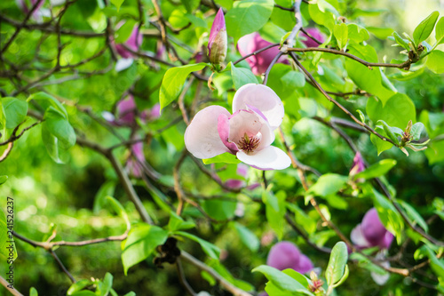 Magnolienblüte Makro