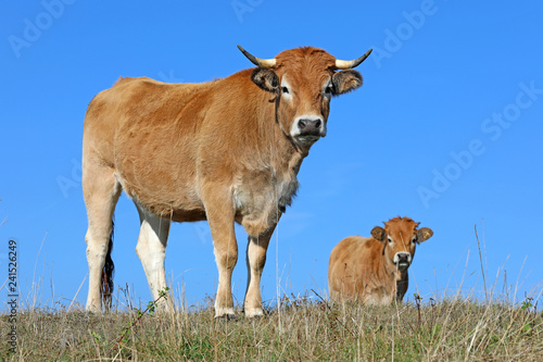 Vaches de race Aubrac sur les plateaux de l'Aubrac en Auvergne © sablin