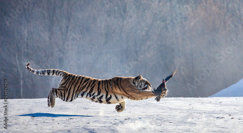 Siberian tiger in a jump catches its prey. Very dynamic shot. China. Harbin. Mudanjiang province. Hengdaohezi park. Siberian Tiger Park. Winter. Hard frost.  Panthera tgris altaica 