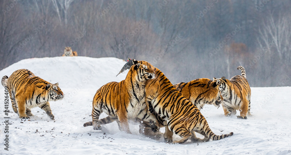 Obraz premium Syberyjskie tygrysy na śnieżnej polanie łapią swoją zdobycz. Bardzo dynamiczny strzał. Chiny. Harbin. Prowincja Mudanjiang. Park Hengdaohezi. Park Tygrysów Syberyjskich. Zimowy. Twardy mróz. (Panthera tgris altaica)