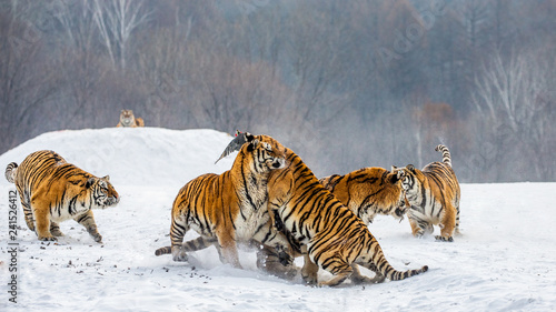 Siberian tigers in a snowy glade catch their prey. Very dynamic shot. China. Harbin. Mudanjiang province. Hengdaohezi park. Siberian Tiger Park. Winter. Hard frost. (Panthera tgris altaica) © gudkovandrey
