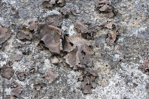 Navel lichen Umbilicaria vellea growing on a stone photo