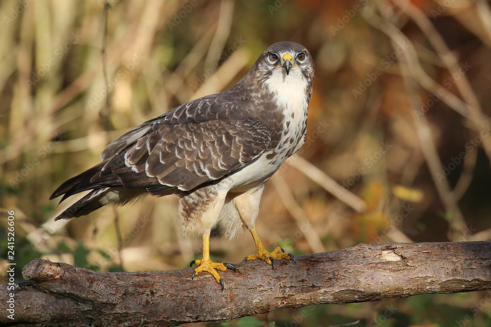 Fototapeta premium Buse variable.