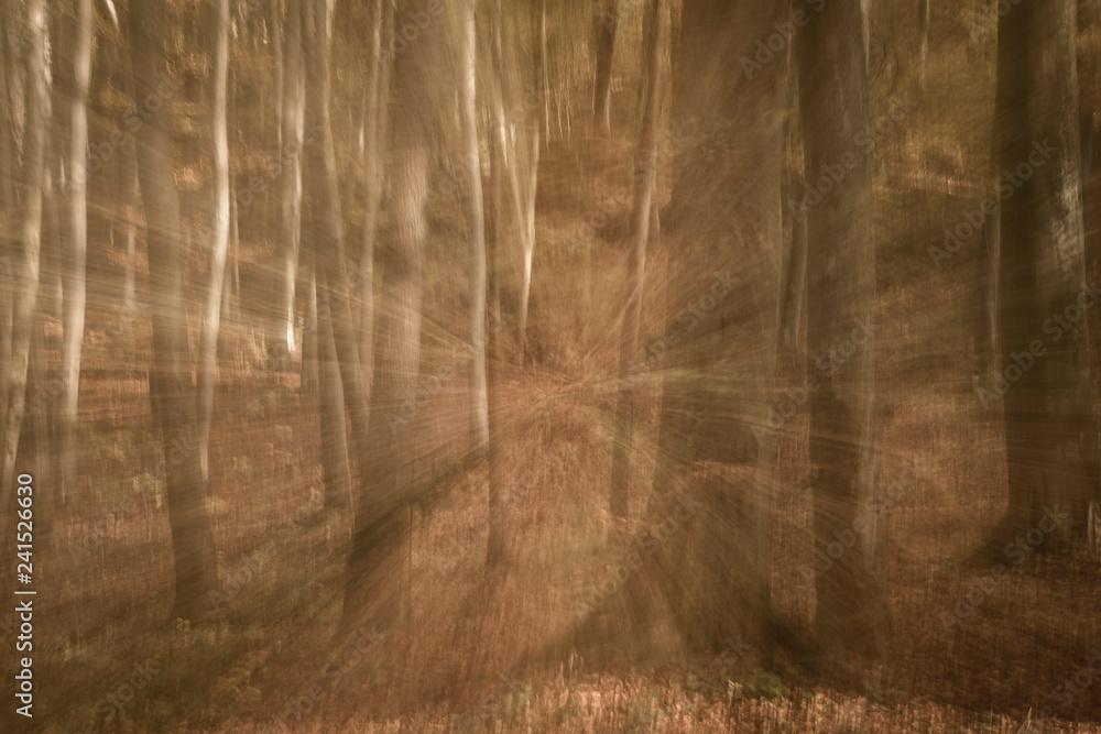 Fototapeta premium Schwindel im herbstlichen Wald