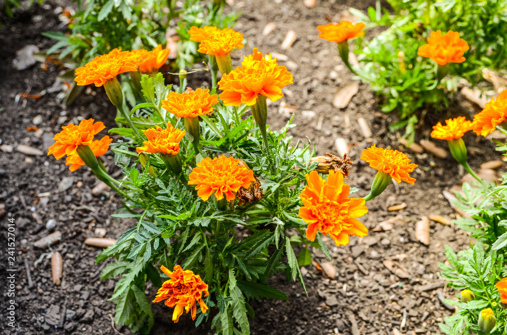 Bonanza Deep Orange flowers in a summer at a botanical garden. Bonanza Deep Orange flowers in a summer at a botanical garden.