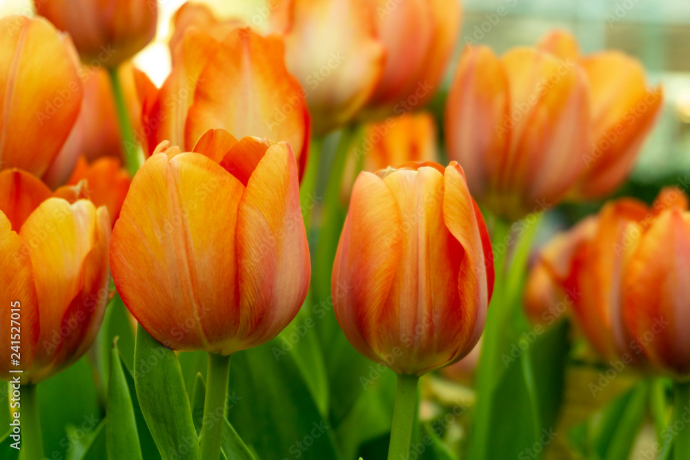 field of tulips field of tulips