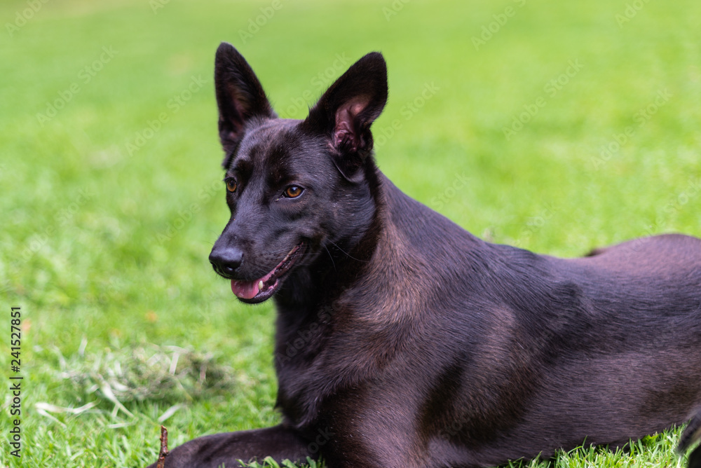 Beautiful black dog lying on grass