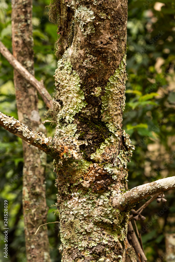 Fototapeta premium Lichen growing on tree trunk.