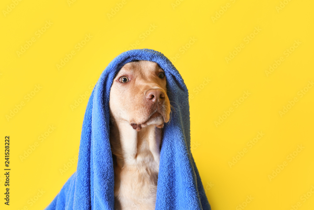 Cute dog with towel after washing on color background - obrazy, fototapety, plakaty 